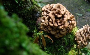 Japanska gljiva protiv raka