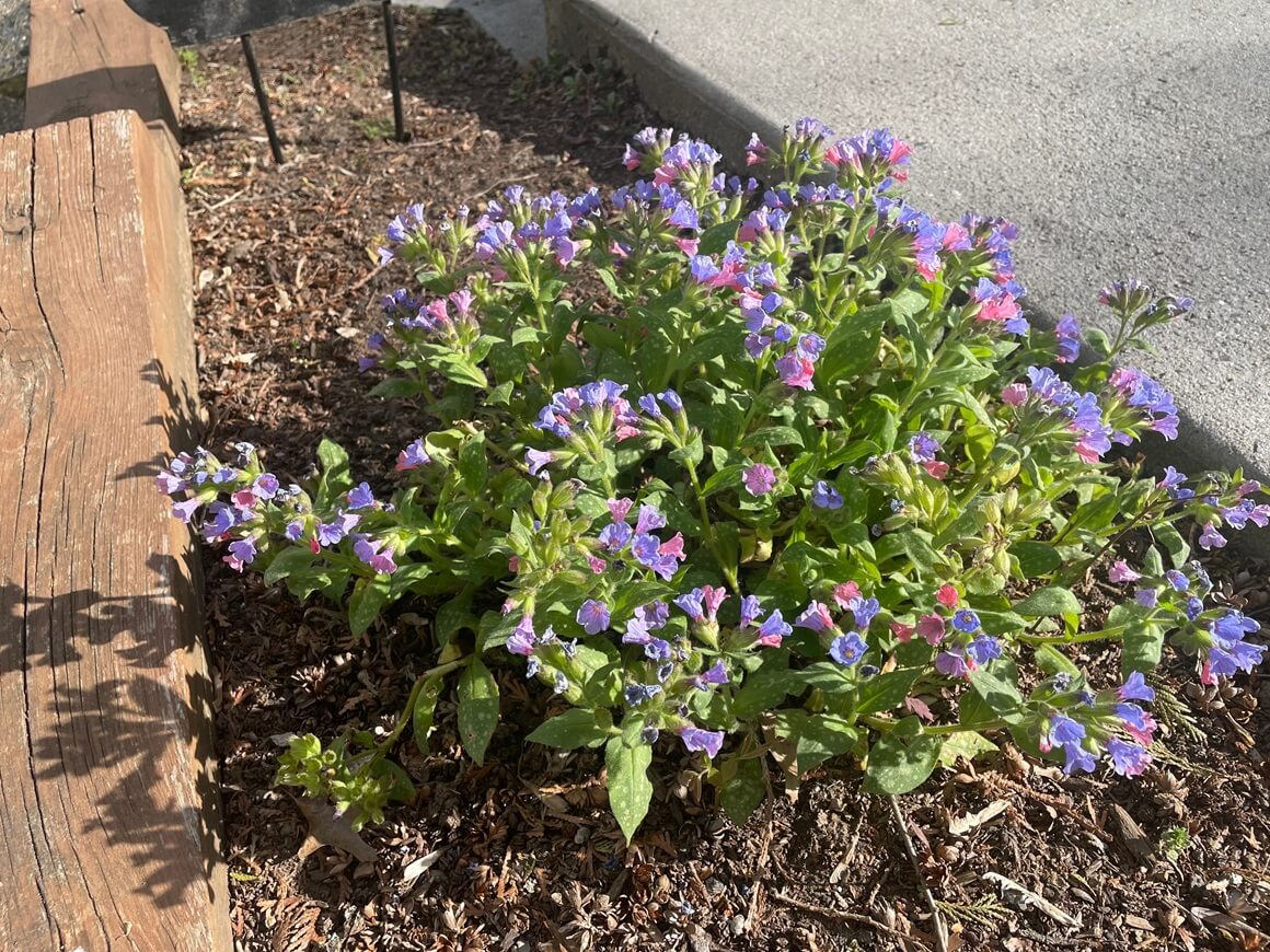 Niske zimzelene trajnice