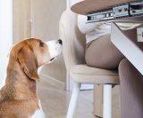 Novo istraživanje pokazuje da neki iznimno inteligentni psi mogu učiti značenje riječi - ne samo kroz izravnu dresuru, već i slušanjem vaših svakodnevnih razgovora