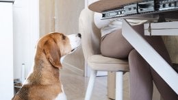 Novo istraživanje pokazuje da neki iznimno inteligentni psi mogu učiti značenje riječi - ne samo kroz izravnu dresuru, već i slušanjem vaših svakodnevnih razgovora