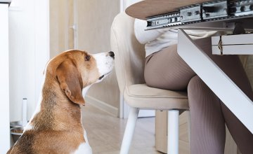 Novo istraživanje pokazuje da neki iznimno inteligentni psi mogu učiti značenje riječi - ne samo kroz izravnu dresuru, već i slušanjem vaših svakodnevnih razgovora