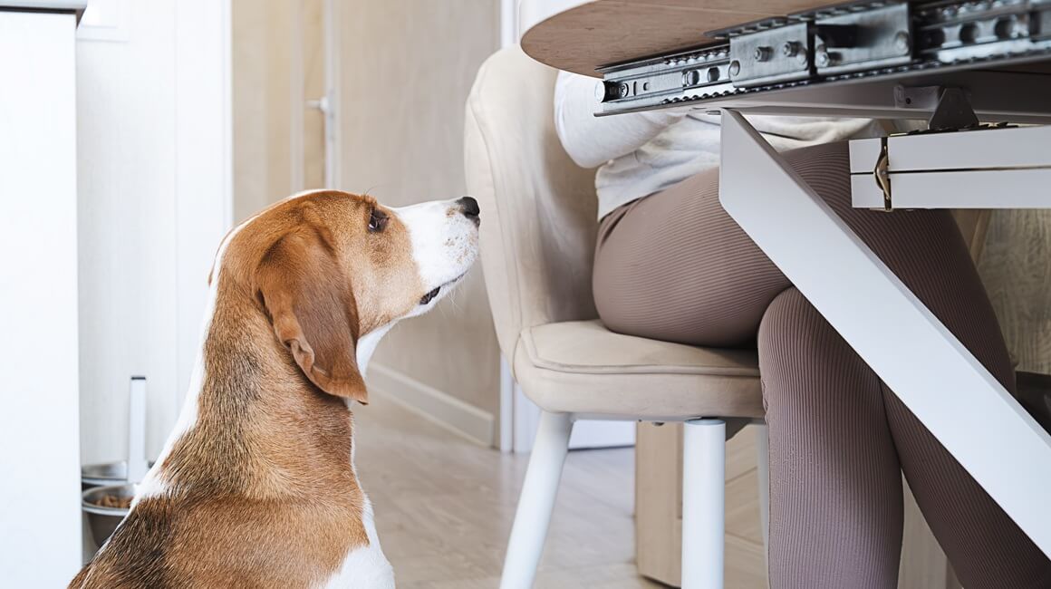 Novo istraživanje pokazuje da neki iznimno inteligentni psi mogu učiti značenje riječi - ne samo kroz izravnu dresuru, već i slušanjem vaših svakodnevnih razgovora