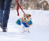 Redovita tjelesna aktivnost jedan je od ključnih faktora zdravlja, ali i sreće vašeg ljubimca