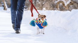 Redovita tjelesna aktivnost jedan je od ključnih faktora zdravlja, ali i sreće vašeg ljubimca