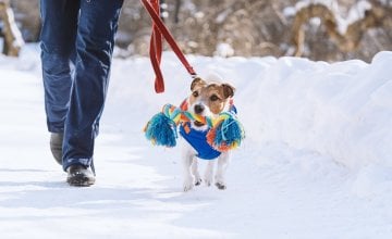 Redovita tjelesna aktivnost jedan je od ključnih faktora zdravlja, ali i sreće vašeg ljubimca