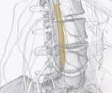 Sindrom kaude ekvine (sindrom konjskog repa) Simptomi koje ne smijete ignorirati jer mogu trajno oštetiti živce