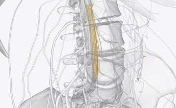 Sindrom kaude ekvine (sindrom konjskog repa) Simptomi koje ne smijete ignorirati jer mogu trajno oštetiti živce