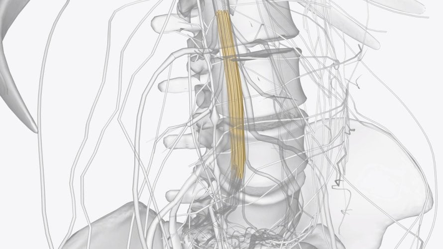 Sindrom kaude ekvine (sindrom konjskog repa) Simptomi koje ne smijete ignorirati jer mogu trajno oštetiti živce