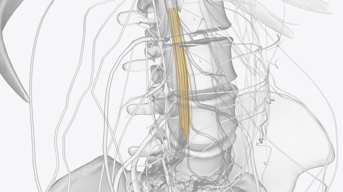 Sindrom kaude ekvine (sindrom konjskog repa) Simptomi koje ne smijete ignorirati jer mogu trajno oštetiti živce