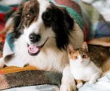 Životinje znaju što znači prijateljstvo