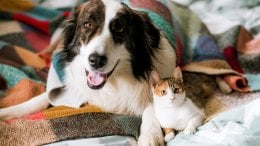 Životinje znaju što znači prijateljstvo