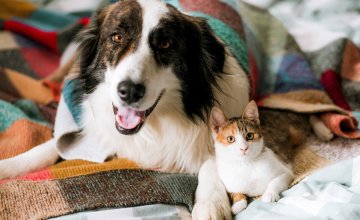 Životinje znaju što znači prijateljstvo