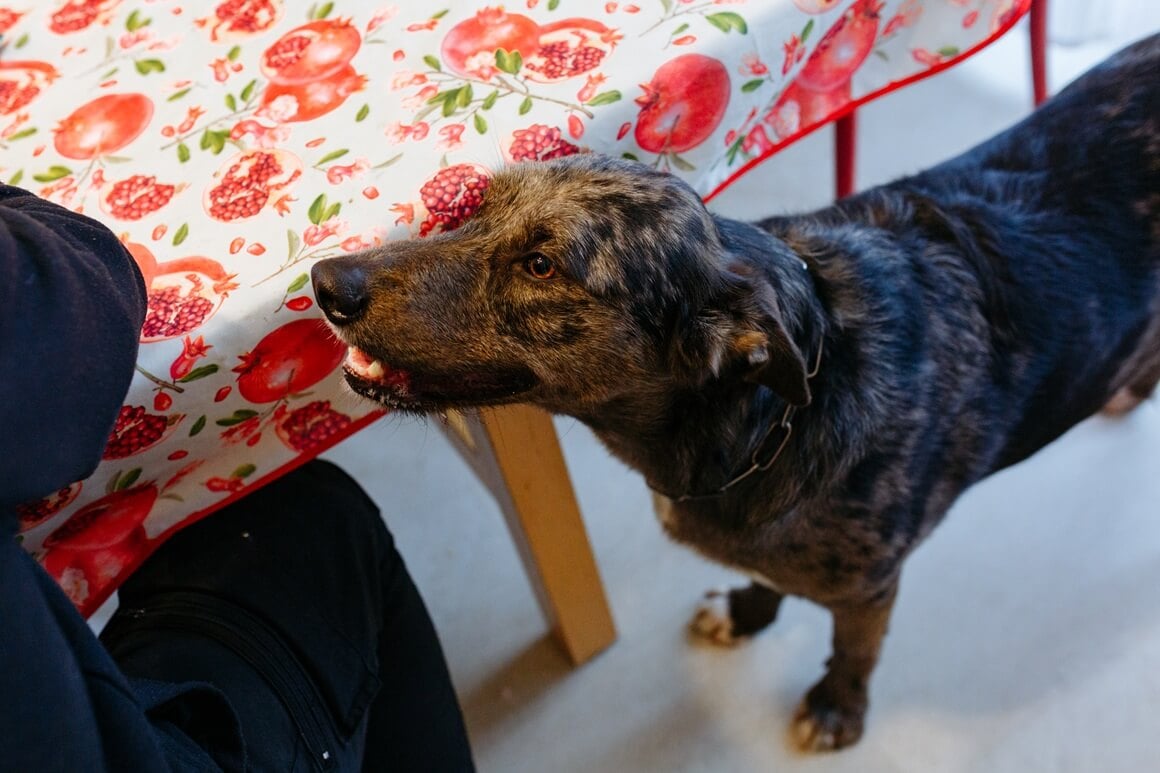 u pravim uvjetima neki psi mogu pokazivati ponašanja vrlo slična onima kod male djece