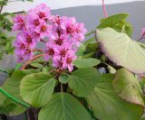 zimzelene trajnice za balkon