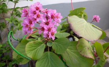 zimzelene trajnice za balkon