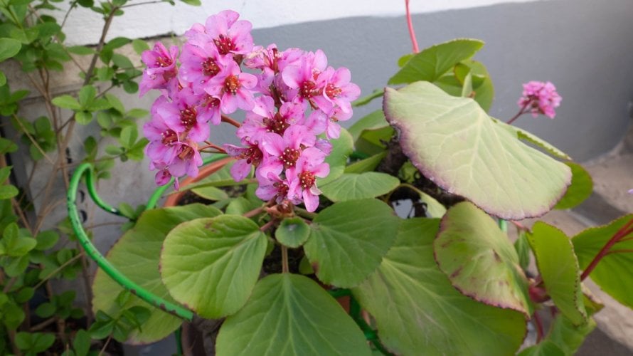 zimzelene trajnice za balkon