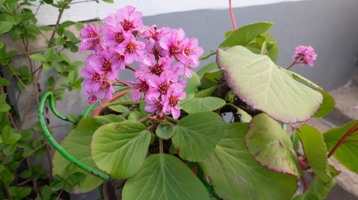 zimzelene trajnice za balkon