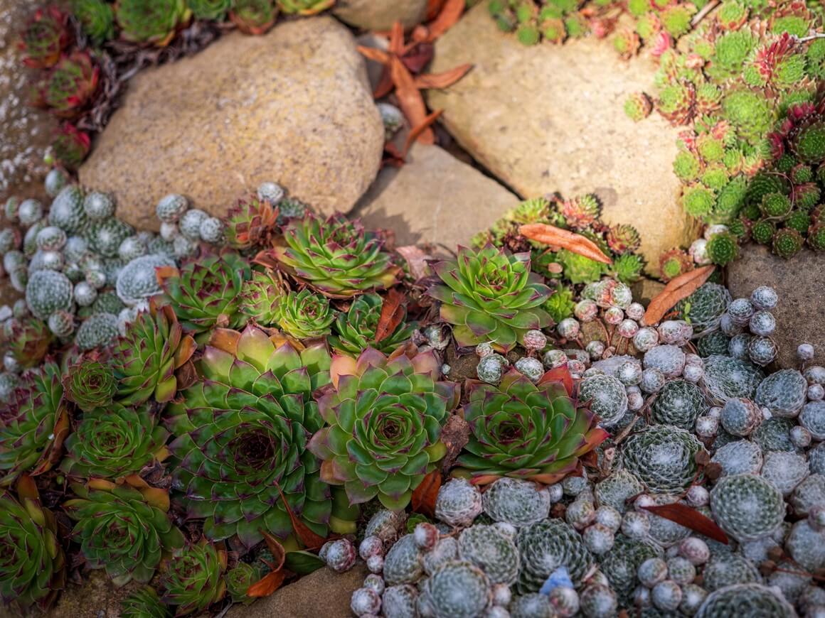 zimzelene trajnice za vrt