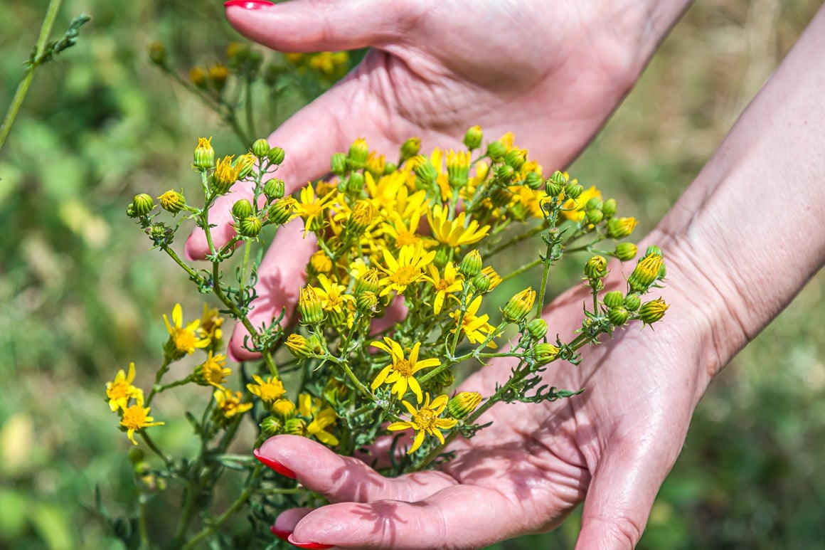 Kantarion (Hypericum perforatum), u narodu poznat i kao gospina trava, prepoznat ćete po nježnim žutim cvjetovima koji cvjetaju u samo srce ljeta, oko blagdana sv. Ivana