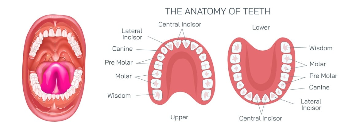 Raspored zubi po brojevima