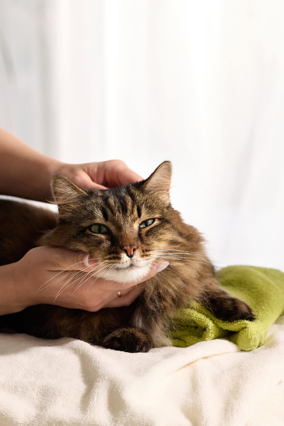 Sljedeći put kada vaša mačka promijeni ton mijaukanja, znajte da vam se svjesno pokušava prilagoditi