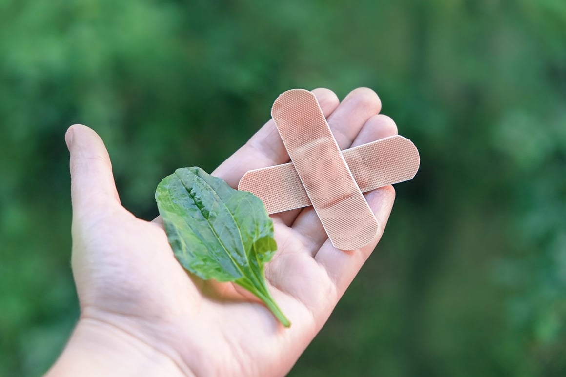 Svi smo kao djeca naučili da, ako se ogrebemo, treba potražiti list trputca kao prirodni flaster