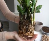 Zamija i presađivanje