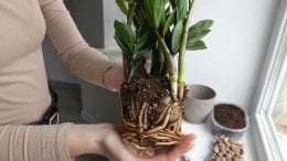 Zamija i presađivanje