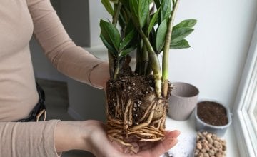 Zamija i presađivanje