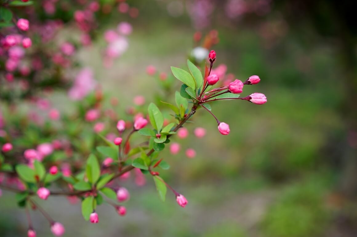 koje cvijeće se sadi u veljači
