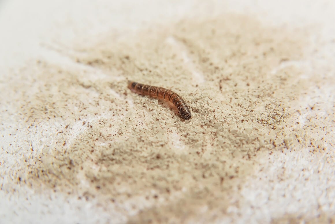 Brašnari - ličinke