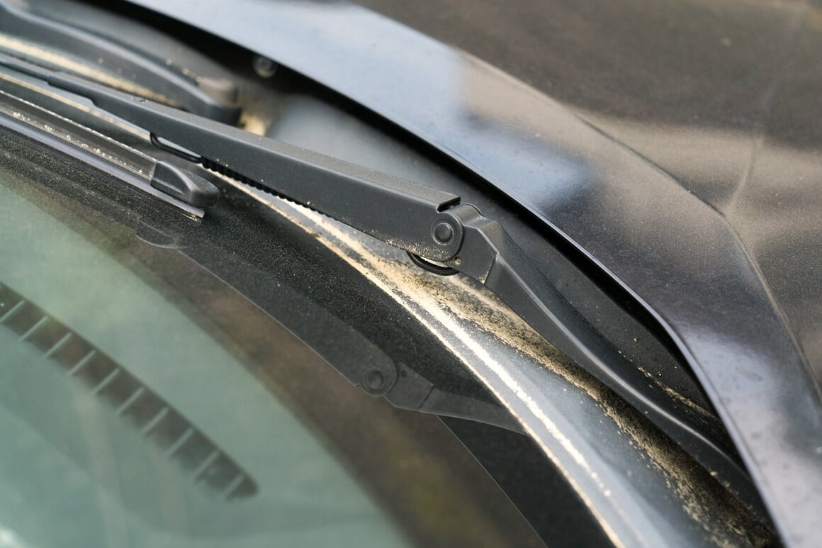 Čempres može otpuštati pelud tijekom različitih razdoblja godine, no najveća koncentracija peludi obično se bilježi od veljače do ožujka