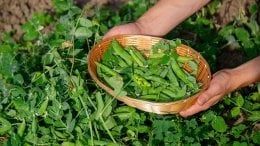 Kako sijati niski grašak