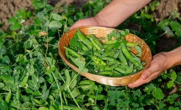 Kako sijati niski grašak