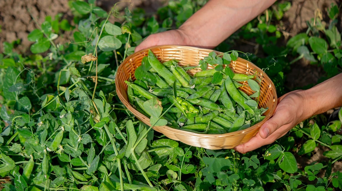 Kako sijati niski grašak
