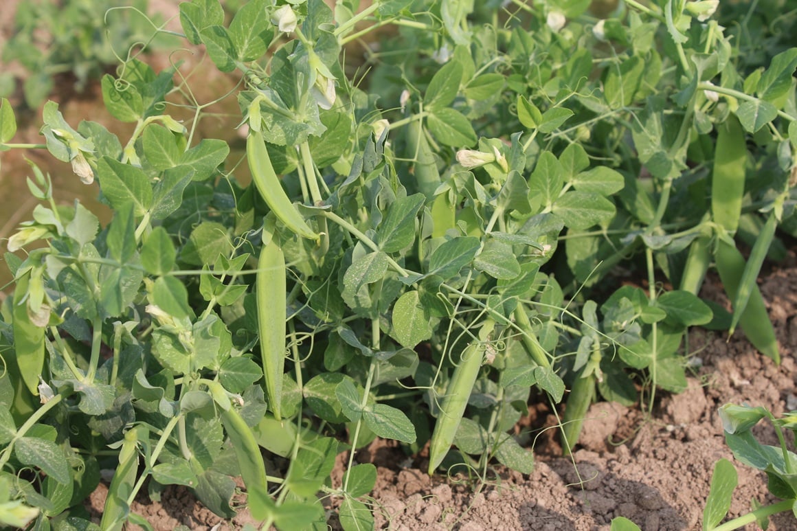 Najbolji niski grašak