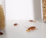 Sitni kukci i drugi štetnici često pronalaze put do hrane, osobito ako su namirnice otvorene ili loše pohranjene