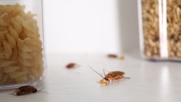 Sitni kukci i drugi štetnici često pronalaze put do hrane, osobito ako su namirnice otvorene ili loše pohranjene