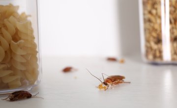 Sitni kukci i drugi štetnici često pronalaze put do hrane, osobito ako su namirnice otvorene ili loše pohranjene