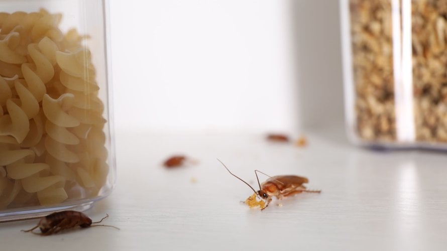 Sitni kukci i drugi štetnici često pronalaze put do hrane, osobito ako su namirnice otvorene ili loše pohranjene