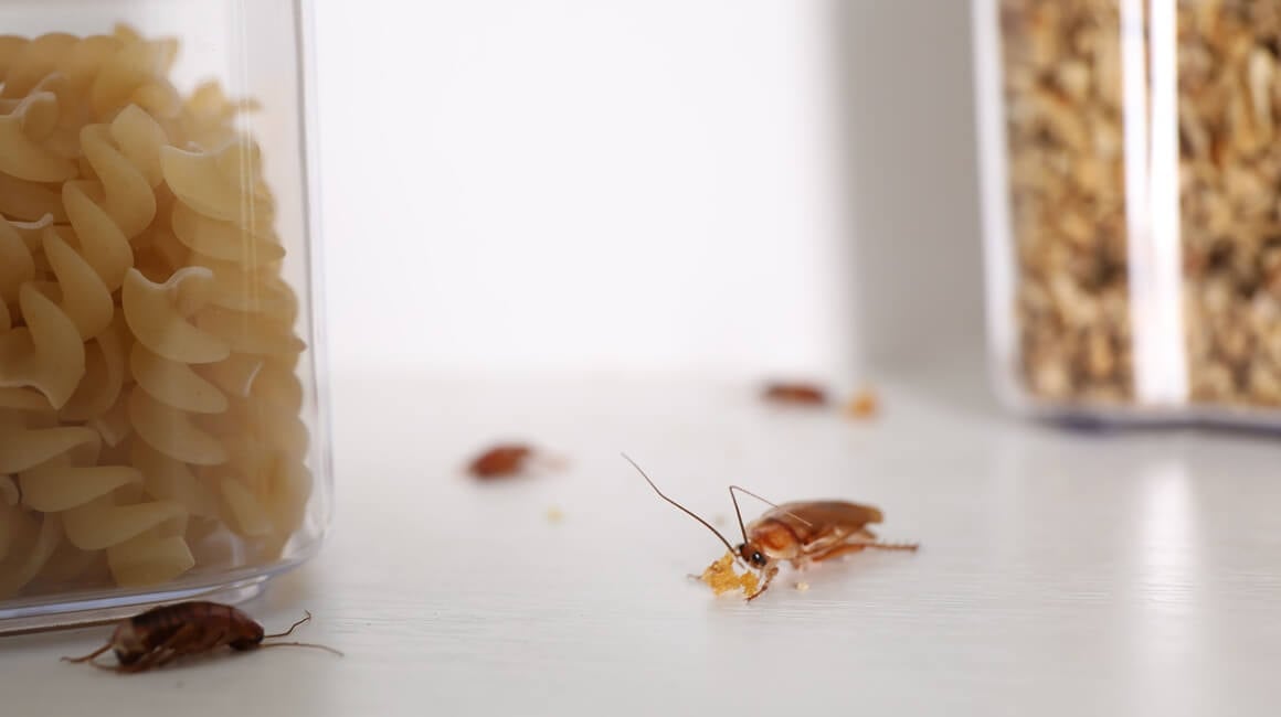 Sitni kukci i drugi štetnici često pronalaze put do hrane, osobito ako su namirnice otvorene ili loše pohranjene