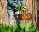 Šumska ljekarna na dlanu