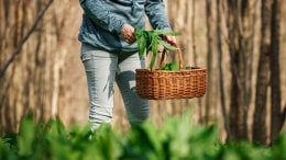 Šumska ljekarna na dlanu