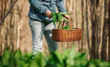 Šumska ljekarna na dlanu