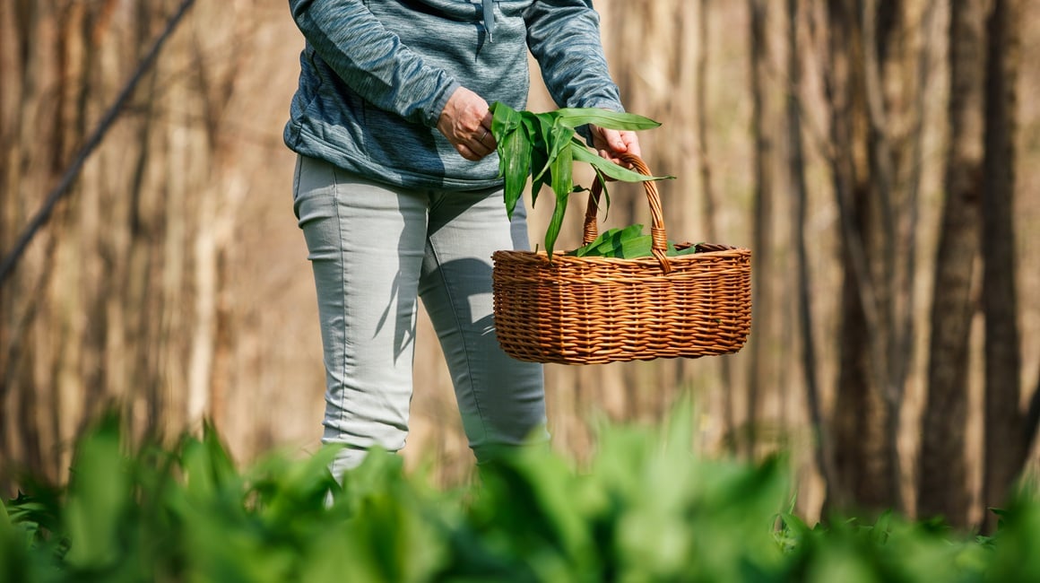 Šumska ljekarna na dlanu