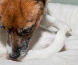 Znakovi da vaš kućni ljubimac možda ima osjetljivost na hranu