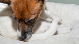 Znakovi da vaš kućni ljubimac možda ima osjetljivost na hranu