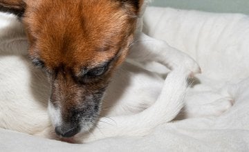 Znakovi da vaš kućni ljubimac možda ima osjetljivost na hranu