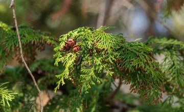 alergija na čempres