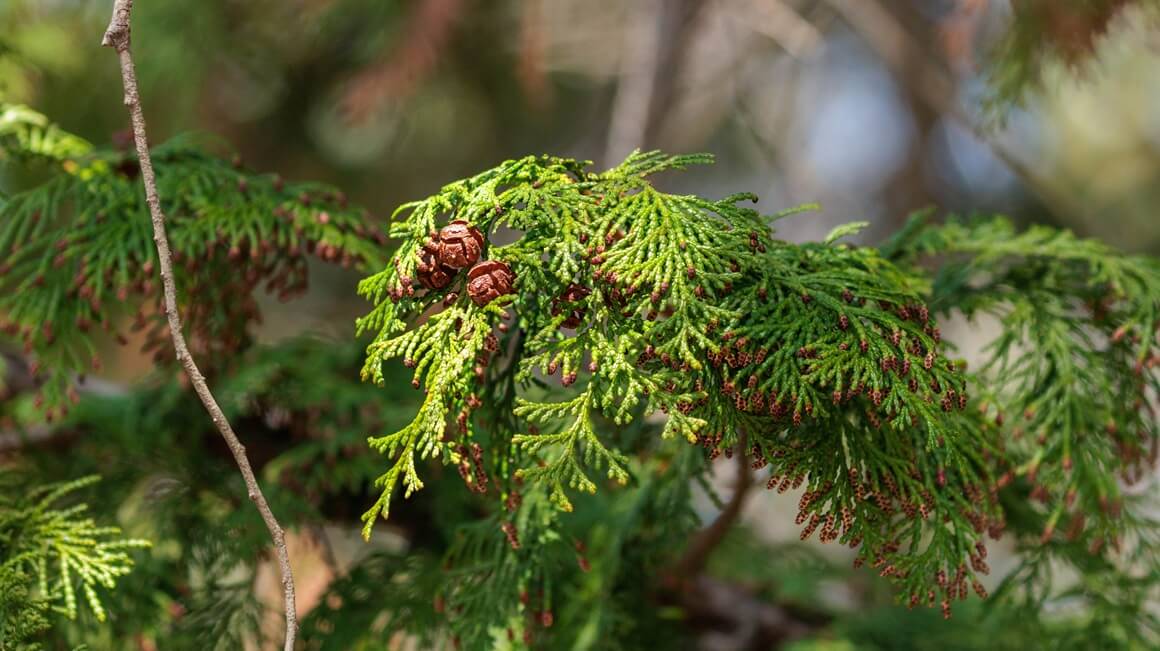 alergija na čempres